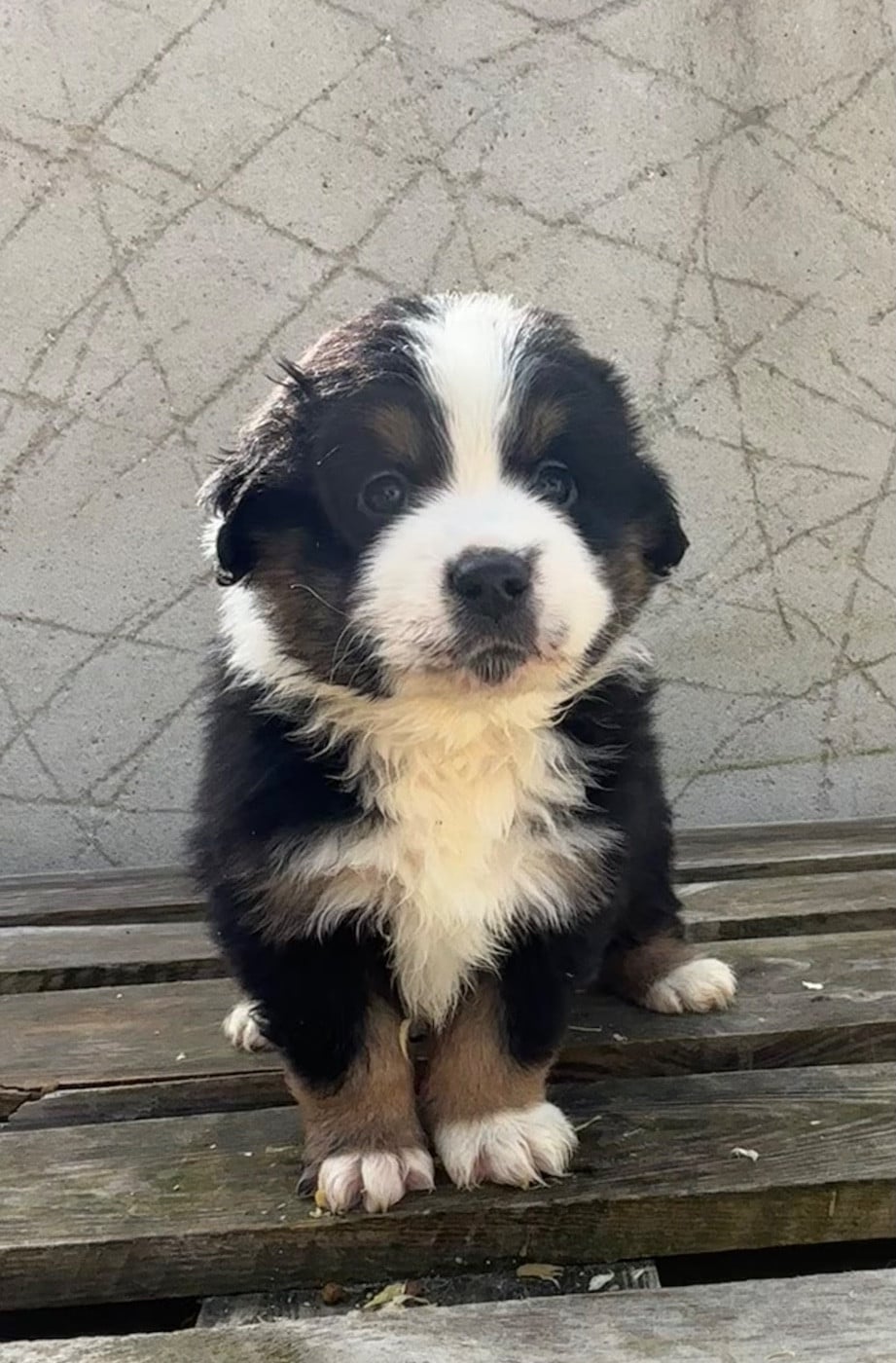 CHIOT 7 - Berger Américain Miniature 