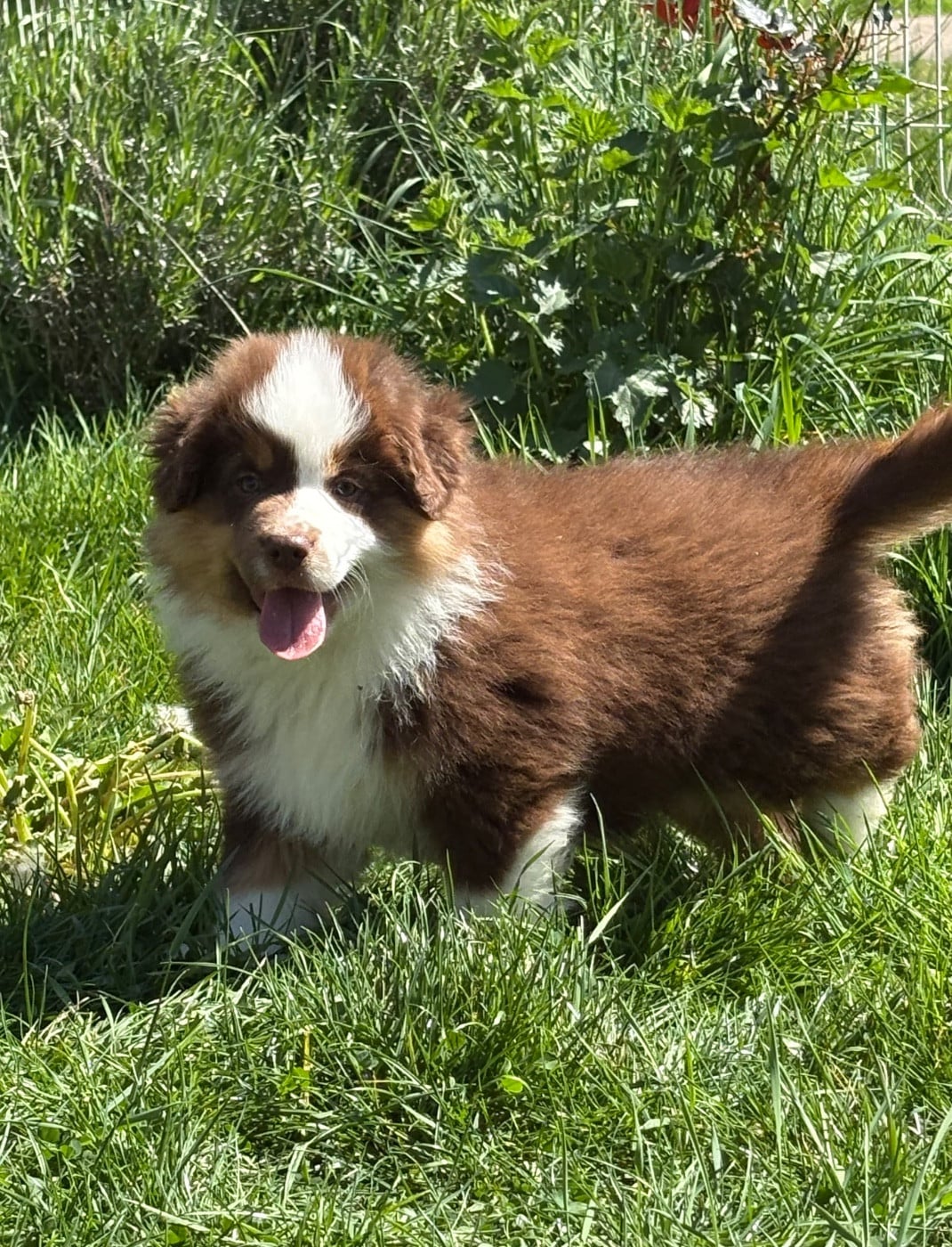 CHIOT rouge tri 3