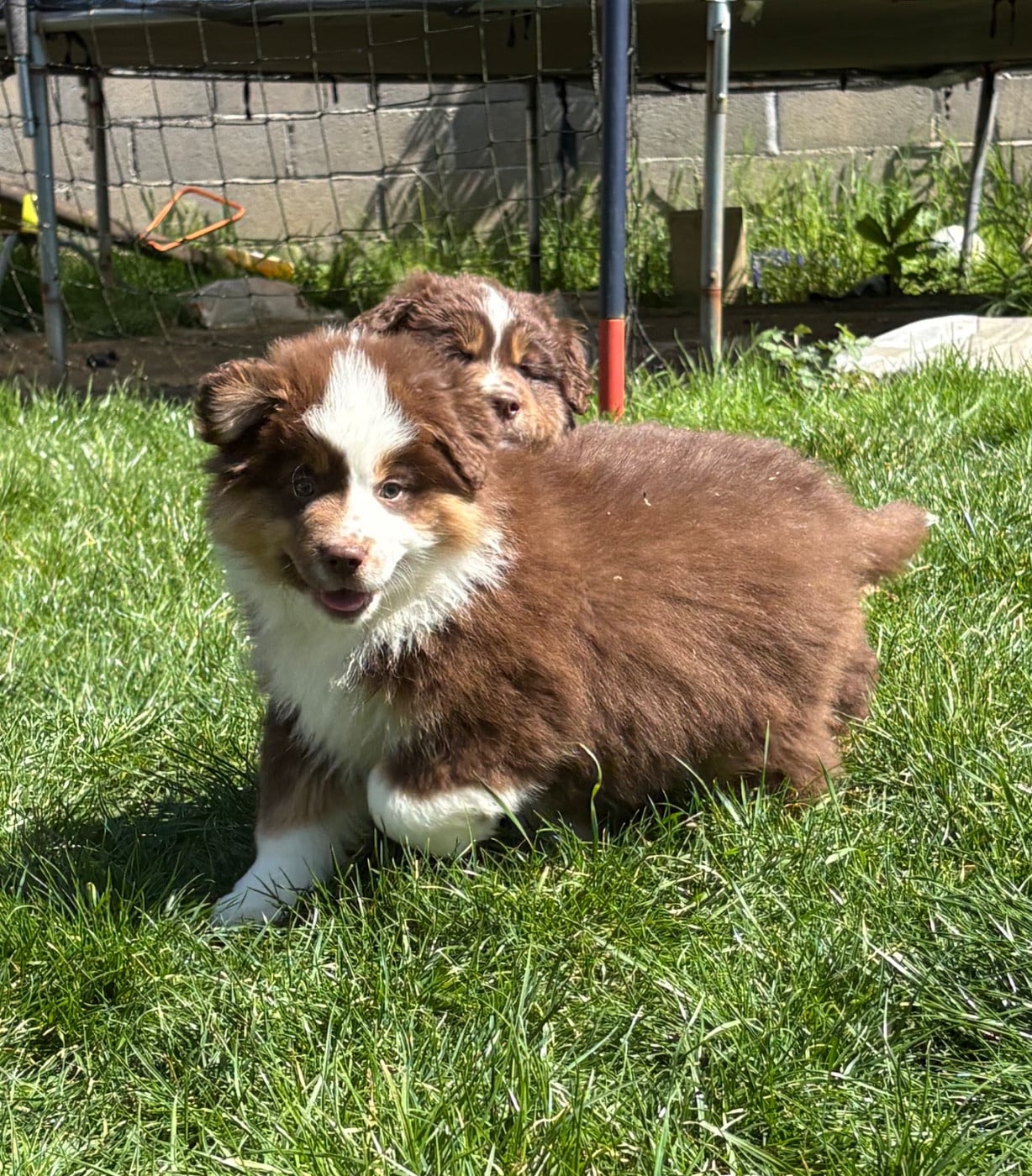 CHIOT rouge tri 3