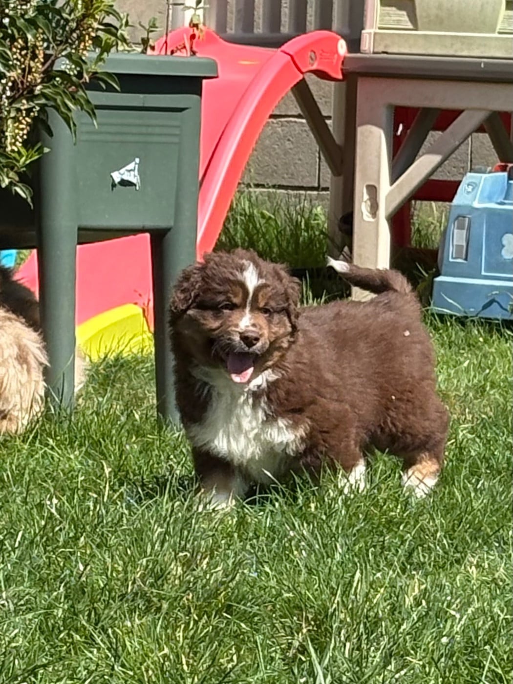CHIOT rouge tri 1