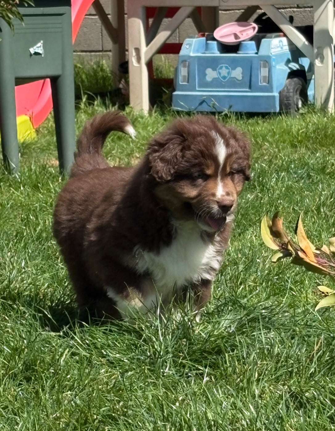 CHIOT rouge tri 1