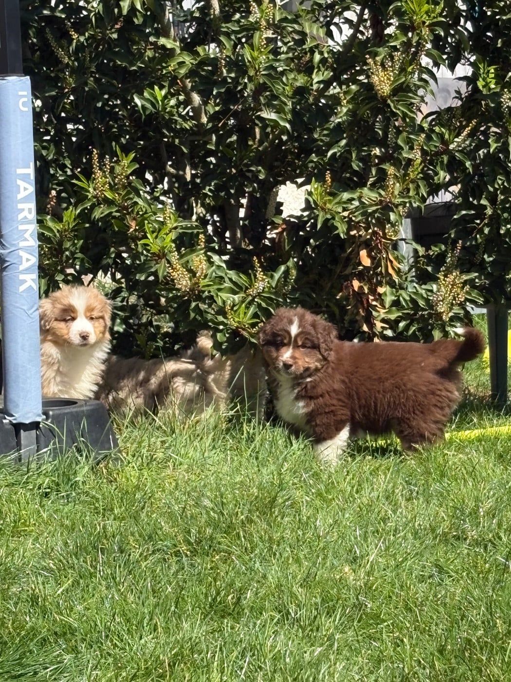 CHIOT rouge tri 1