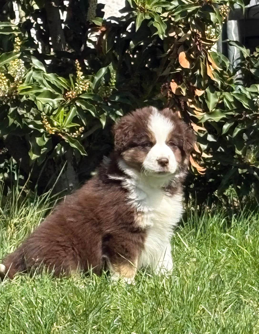 CHIOT rouge tri 2