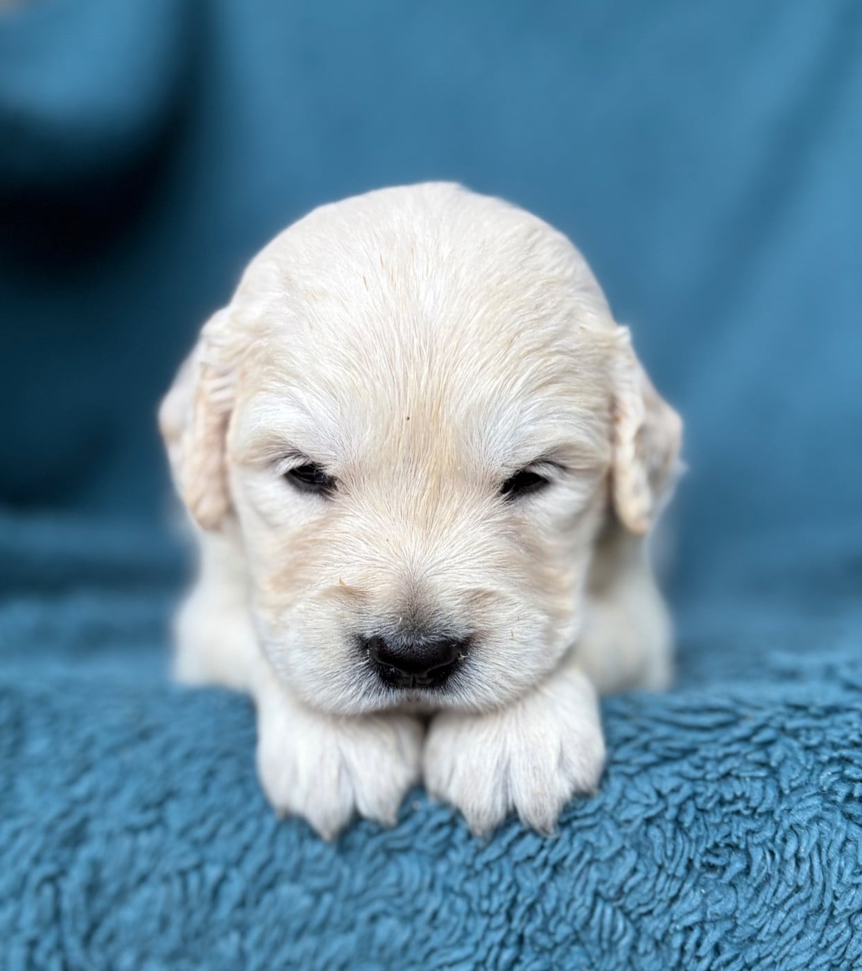 CHIOT 5 - Golden Retriever