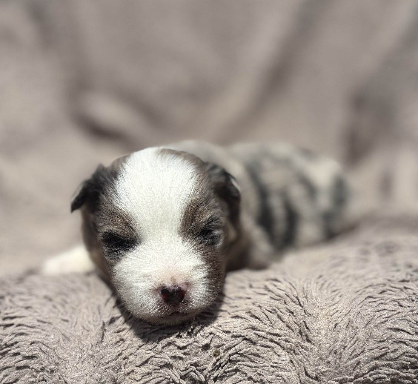 Mâle bleu merle - Berger Américain Miniature 
