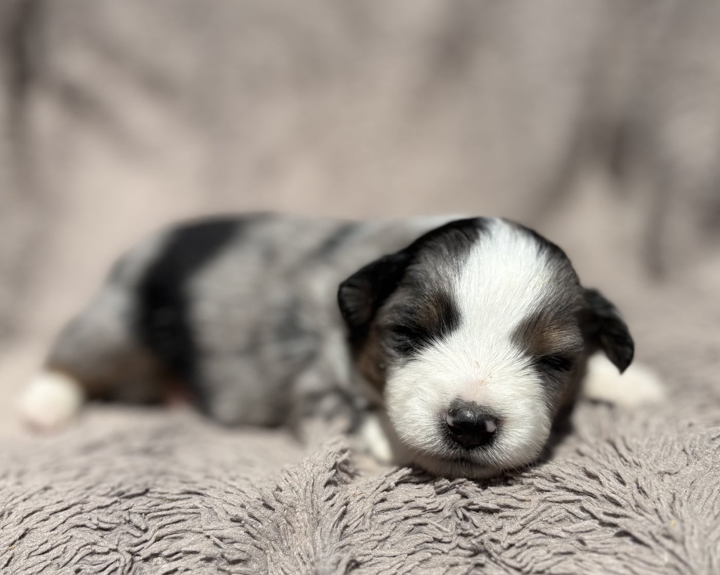 Femelle bleu merle - Berger Américain Miniature