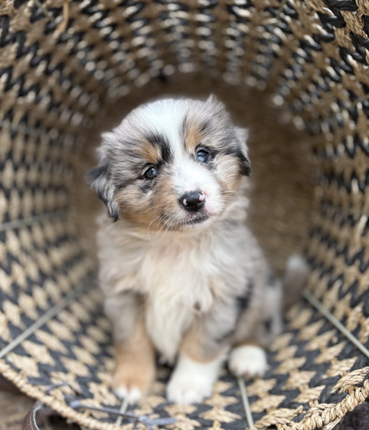 Chiot N°1 - Berger Américain Miniature 