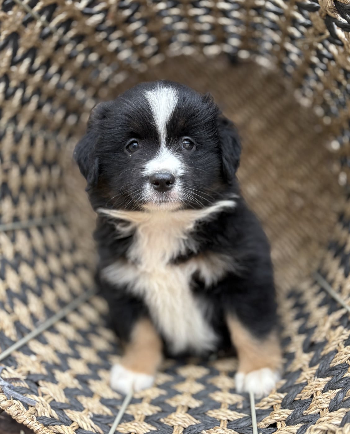 Chiot N°4 - Berger Américain Miniature 