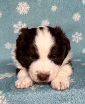 Les chiots de Berger Américain Miniature