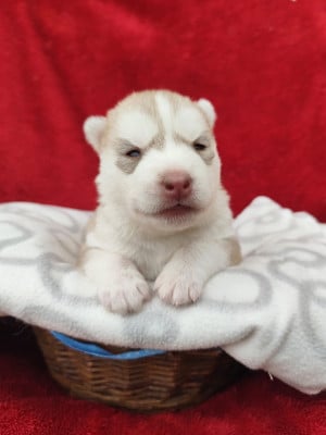Les chiots de Siberian Husky