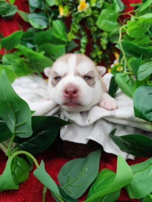 Les chiots de Siberian Husky
