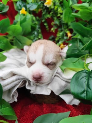 Les chiots de Siberian Husky