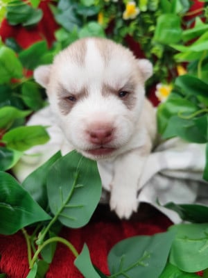 Les chiots de Siberian Husky