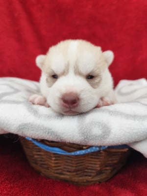 Les chiots de Siberian Husky