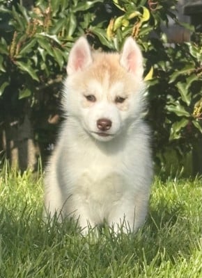 Les chiots de Siberian Husky