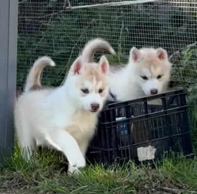 Les chiots de Siberian Husky