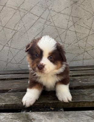 Les chiots de Berger Américain Miniature 