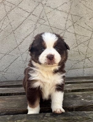 Les chiots de Berger Américain Miniature 