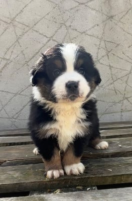 Les chiots de Berger Américain Miniature 