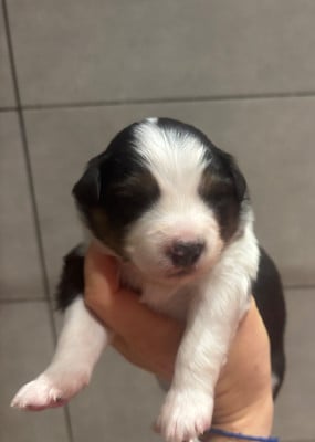 Les chiots de Berger Américain Miniature 