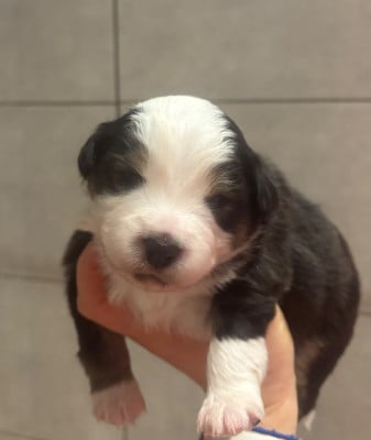 Les chiots de Berger Américain Miniature 