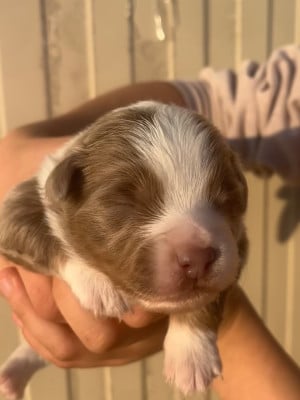 Les chiots de Berger Américain Miniature 