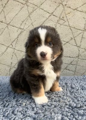 Les chiots de Berger Américain Miniature 