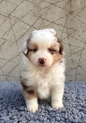 Les chiots de Berger Américain Miniature 