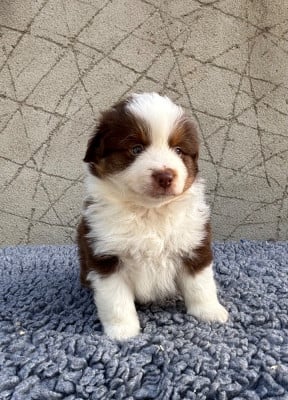 Les chiots de Berger Américain Miniature 