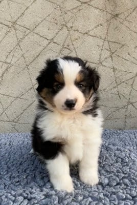 Les chiots de Berger Américain Miniature 