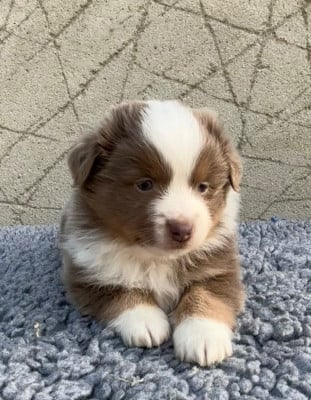 Les chiots de Berger Américain Miniature 