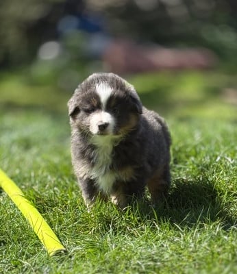 Les chiots de Berger Américain Miniature 