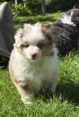 Les chiots de Berger Américain Miniature 