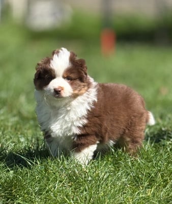 Les chiots de Berger Américain Miniature 