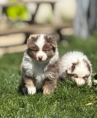 Les chiots de Berger Américain Miniature 