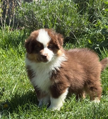 Les chiots de Berger Américain Miniature 