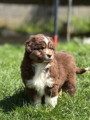 Les chiots de Berger Américain Miniature 