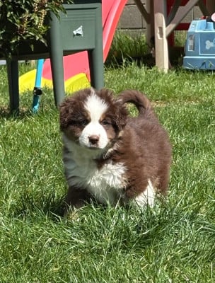 Les chiots de Berger Américain Miniature 
