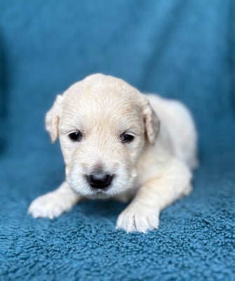 Les chiots de Golden Retriever