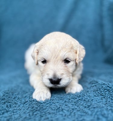 Les chiots de Golden Retriever