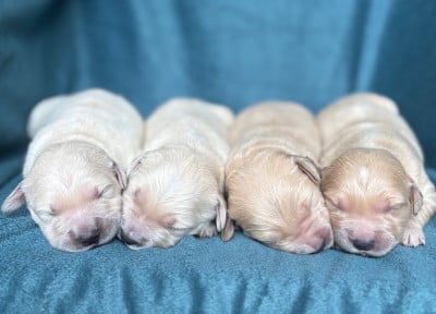 Les chiots de Golden Retriever