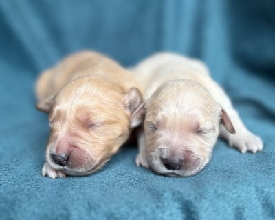Les chiots de Golden Retriever
