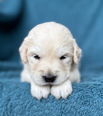 Les chiots de Golden Retriever