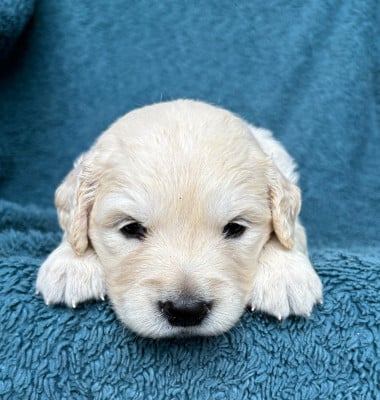 Les chiots de Golden Retriever