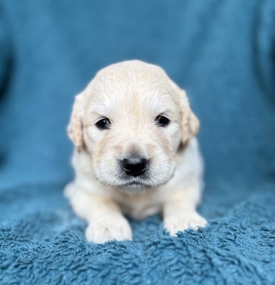Les chiots de Golden Retriever