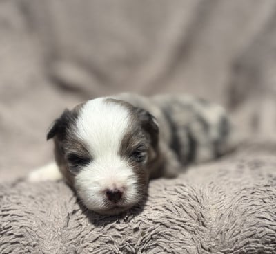 Les chiots de Berger Américain Miniature 