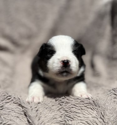 Les chiots de Berger Américain Miniature