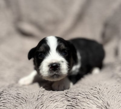 Les chiots de Berger Américain Miniature