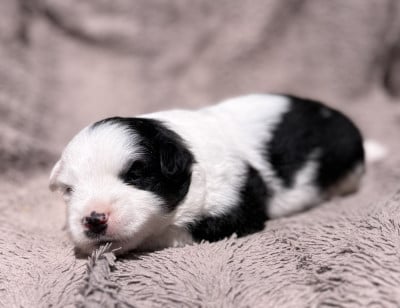Les chiots de Berger Américain Miniature