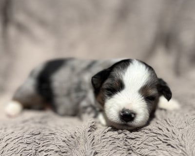Les chiots de Berger Américain Miniature